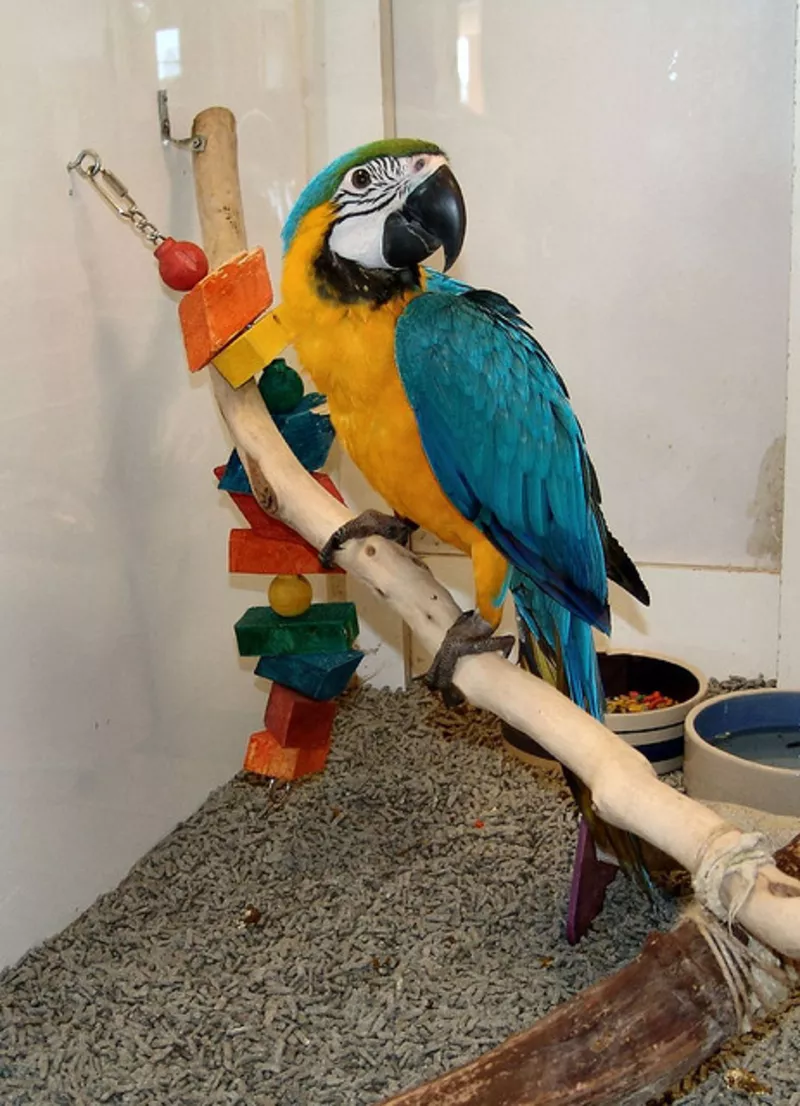 Qдома,  поднятые и зарегистрирован синих и золотых попугаи ара для прод